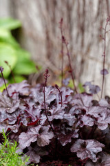 Perennial plant Heuchera micrantha in the garden. Purple leaves and blooming tiny flowers