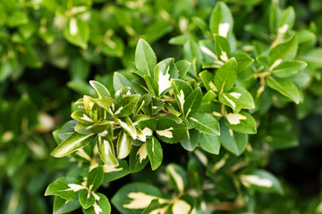 Fototapeta na wymiar Euonymus green ornamental leaves - nature foliage background