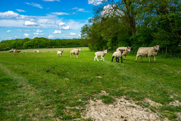 Fototapeta premium Herd of sheep on beautiful green meadow