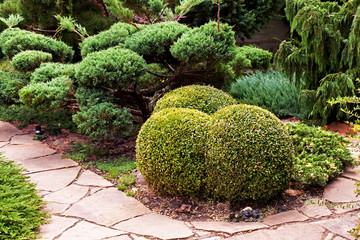 The boxwood is trimmed in the shape of ice cream balls. Landscape design