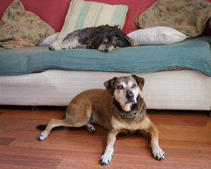 Two old dogs sitting on the couch