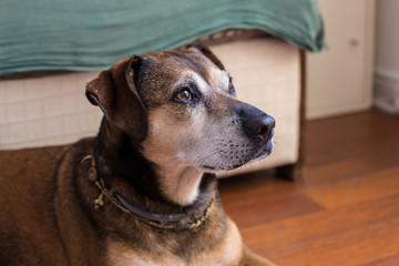 Old dog sitting on the floor