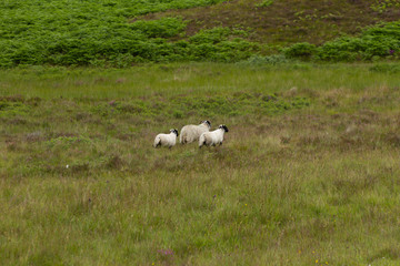 Obraz premium Schafe auf der Wiese in den Highlands