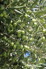 Green olives on branch in Australia
