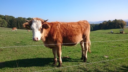 Fototapeta na wymiar cow behind fence