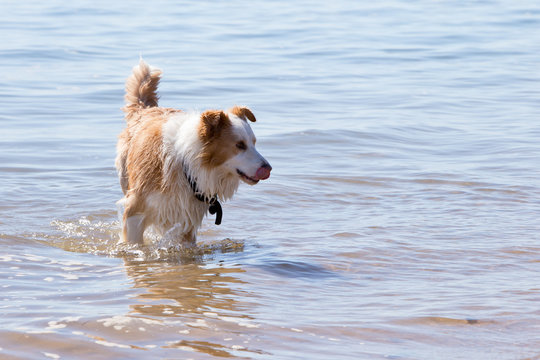 White and golden brown Border Collie Dog playing in shallow water at beach