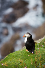 Puffin a Dunnet Head, dans les Highlands, Ecosse