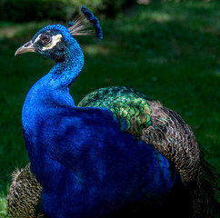 Pavo real en jardín de Valladolid