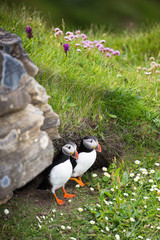 Fototapeta premium Puffin a Dunnet Head, dans les Highlands, Ecosse