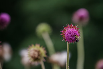 Bee on a Flower