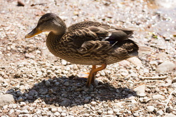 Ente am Strand eines Sees