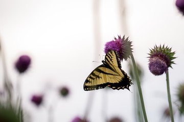 Butterfly on a Flower