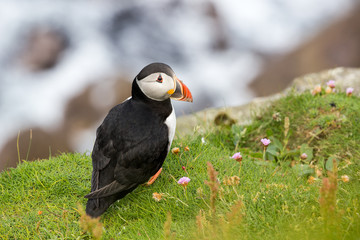 Puffin a Dunnet Head, dans les Highlands, Ecosse