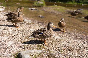 Ente am Strand eines Sees
