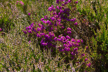 Heidekraut rosa blühend