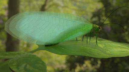 Chrysopidae insect green lacewing 3d illustration