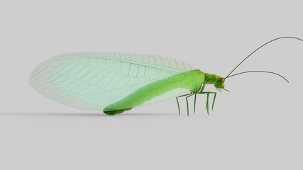 Chrysopidae insect green lacewing isolated 3d illustration