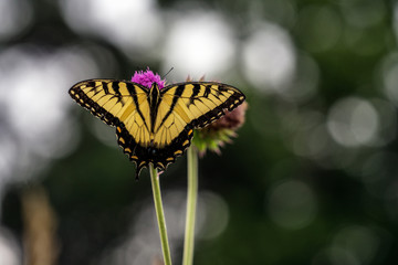 Butterfly on a Flower