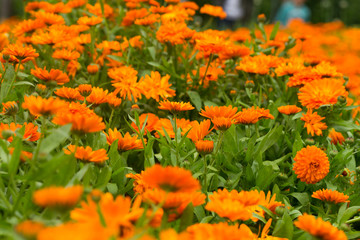Orangefarbene Blumen