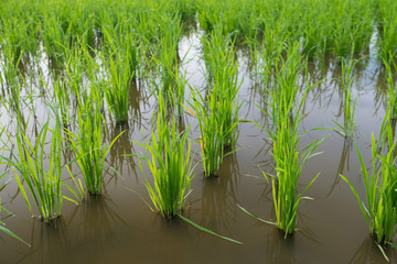 Obraz premium Rice Sprout in Rice field.Rice seedlings green background
