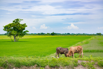 Cow eating grass or rice straw in rice field with blue sky, rural background.