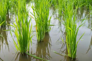 Obraz premium Rice Sprout in Rice field.Rice seedlings green background