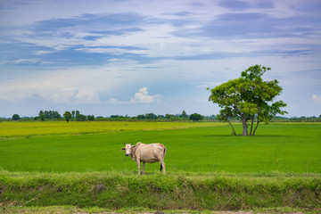 Fototapeta premium Cow eating grass or rice straw in rice field with blue sky, rural background.