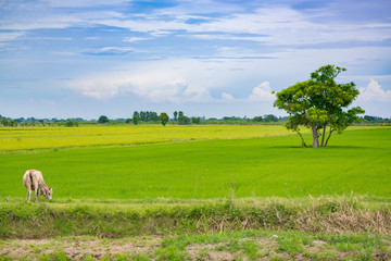 Cow eating grass or rice straw in rice field with blue sky, rural background.