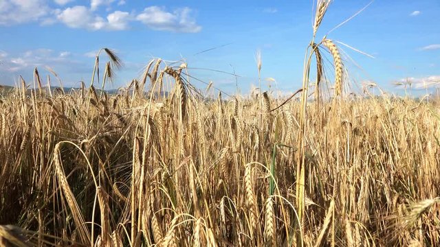 walking through field of wheat