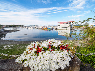 Red and white flowers decorate the seaside walk in Sidney, Vancouver Island, British Columbia to...