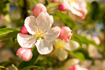 Fototapeta na wymiar Spring blooming tree. Beautiful apple flowers on branch. Close-up.