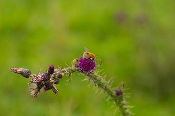 Hummel auf Diestel mit Wiese im Sommer