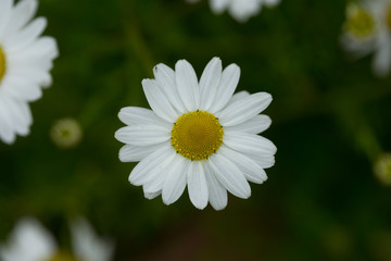 Fototapeta premium Margarite Blüten auf Wiese im Sommer
