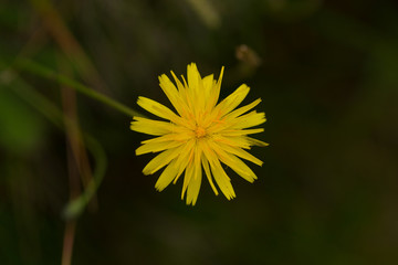 Löwenzahn Blüte