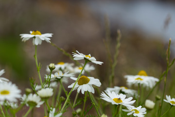 Margarite Blüten auf Wiese im Sommer