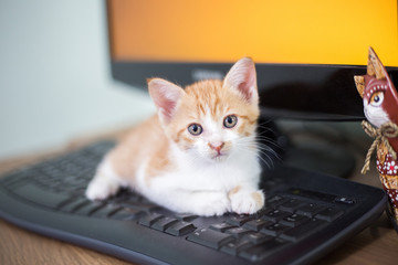 Baby white half ginger cat lying