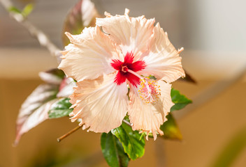 Flores