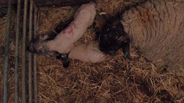 ewe sheep licks her baby lambs to help form that bond between mother and child in a barn