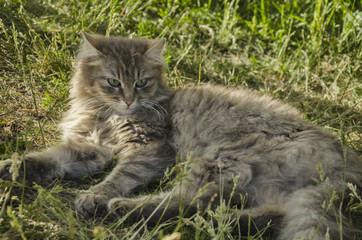 On the grass is a gray cat