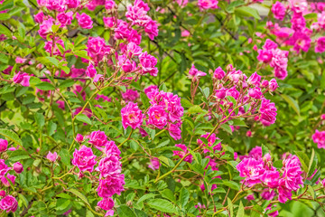Obraz premium Flowers of a pink rose in a flower garden