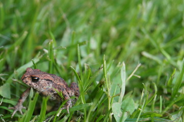 Naklejka premium Frosch im Gras