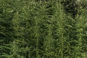 Technical variety of marijuana in beautiful summer day