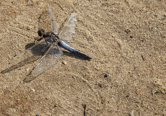 dragonfly out in the sun