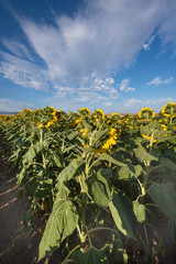 Fototapeta na wymiar Scenic view of a field of sunflowers on a sunny day.
