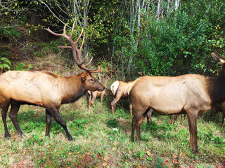Naklejka na ściany i meble Upstate California Male Elk