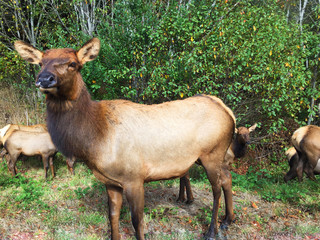 Upstate California Female Elk