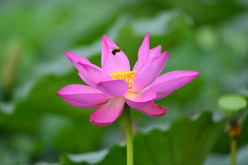 Fototapeta premium lotus