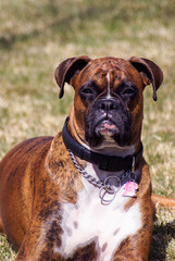 Full blood Boxer laying in the warm spring sun.