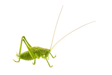 Green grasshopper on a white background