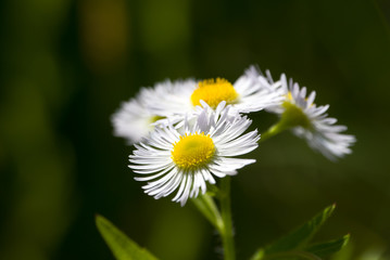 Obraz premium Chamomile flower natural background
